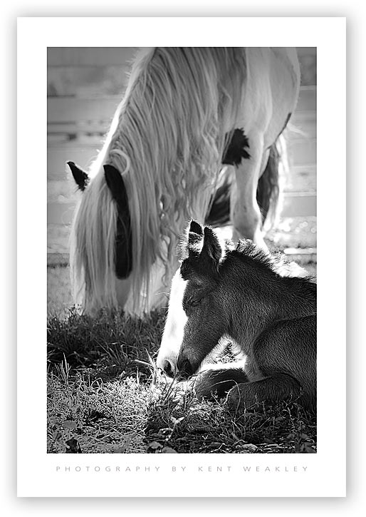 Pics Of Baby Horses. Baby-Horse-Vanner-09