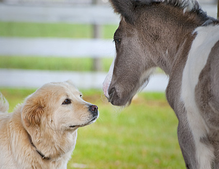 Pictures Baby Horses on Baby Gypsy Horse Found On Twitter   Photography Essentials By Kent